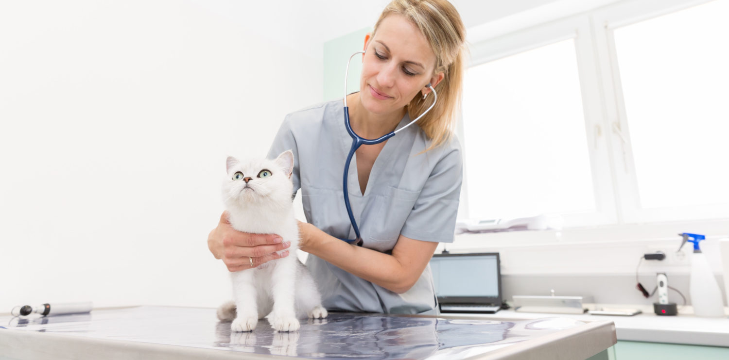 Leistungen für Tierarten wie Hunde oder Katzen - Tierarztpraxis Dr. Sigrid Riener