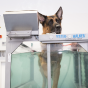 Unterwasserlaufband für Tiere Aktuelles - Tierarztpraxis Dr. Sigrid Riener