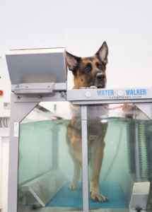Unterwasserlaufband für Tiere Aktuelles - Tierarztpraxis Dr. Sigrid Riener