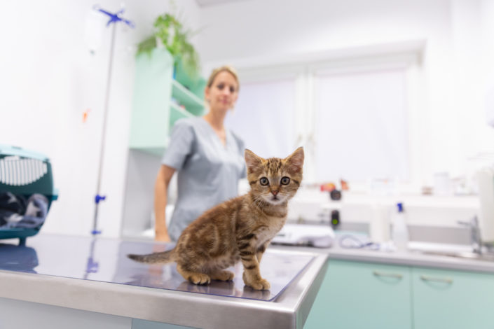 Tierarzt Hausbesuch Neunkirchen - Tierarztpraxis Dr. Sigrid Riener