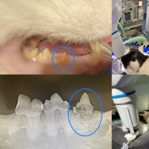 Digitales-Dentalröntgten---Tierarztpraxis-Riener