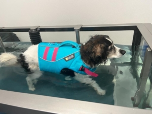 Physiotherapie Training für Hunde - Tierarztpraxis Riener